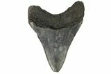Serrated, Fossil Megalodon Tooth - South Carolina #149155-1